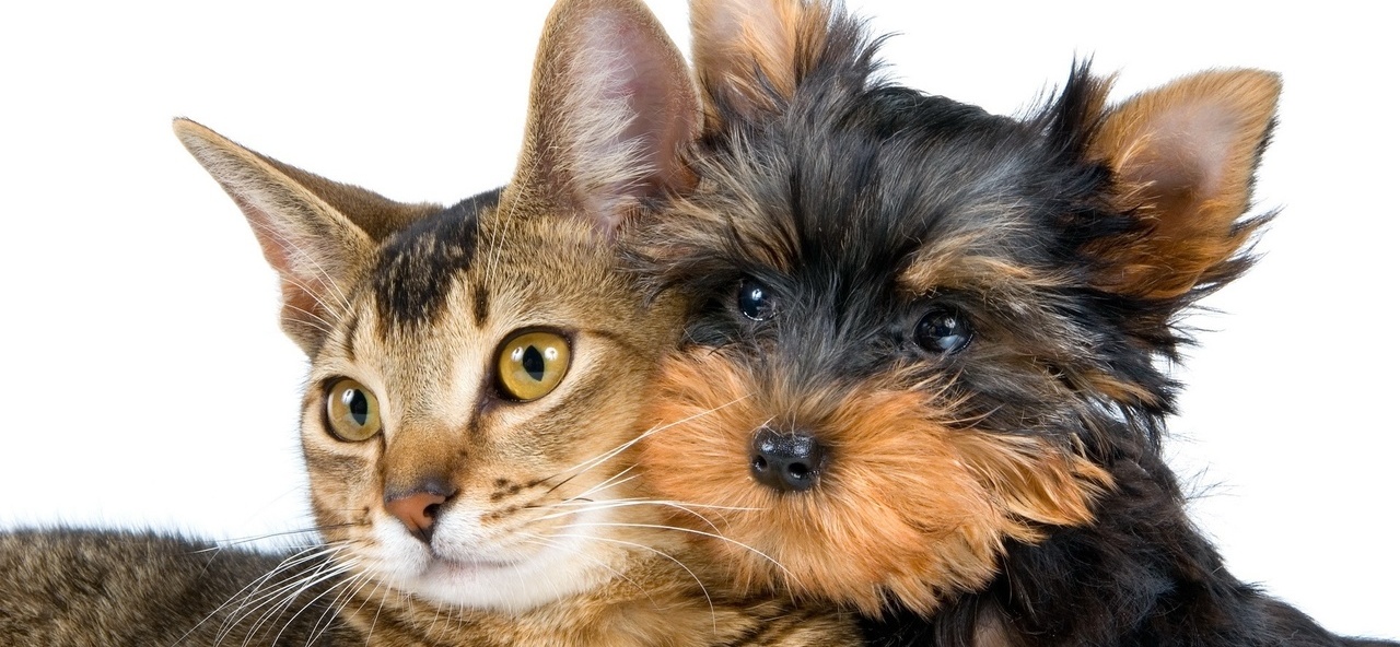 Доска объявлений о животных | ЗооТом - продажа, вязка и услуги для животных в Дубне