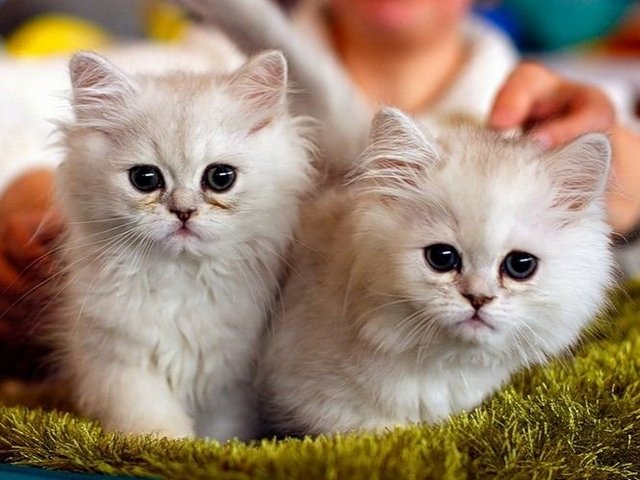 Породы кошек в Дубне | ЗооТом портал о животных