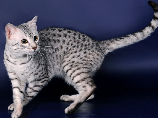 Породы кошек в Дубне | ЗооТом портал о животных