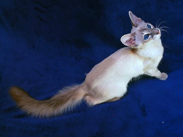 Выведенные породы кошек в Дубне | ЗооТом портал о животных