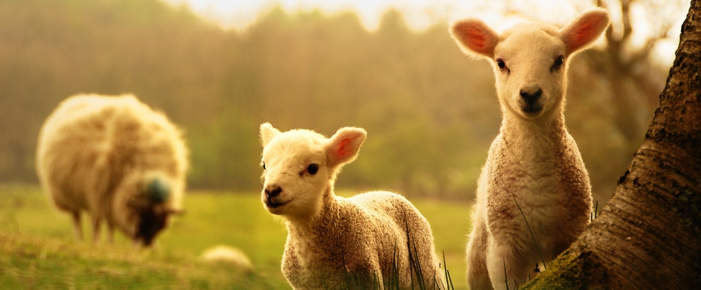 Объявления о сельскохозяйственных животных | ЗооТом - продажа, вязка и услуги для животных в Дубне