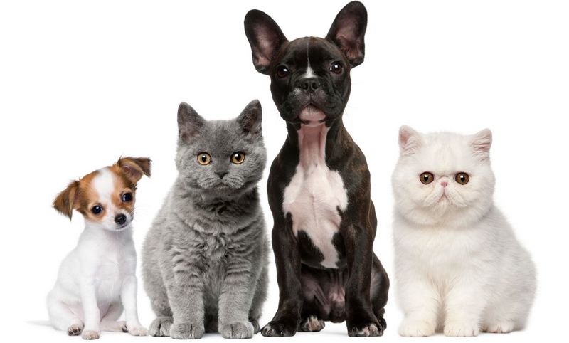 Подать объявление о животных | ЗооТом - продажа, товары и услуги для животных в Дубне