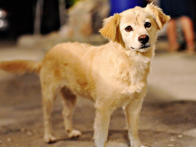 Породы собак в Дубне | ЗооТом портал о животных