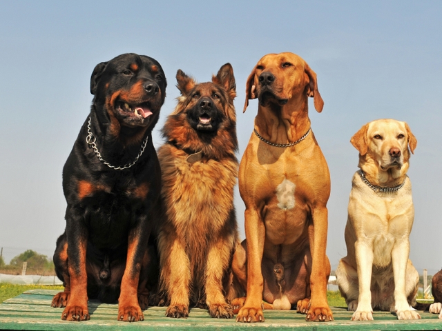 Крупные породы собак в Дубне | ЗооТом портал о животных